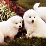 Samoyed Puppies